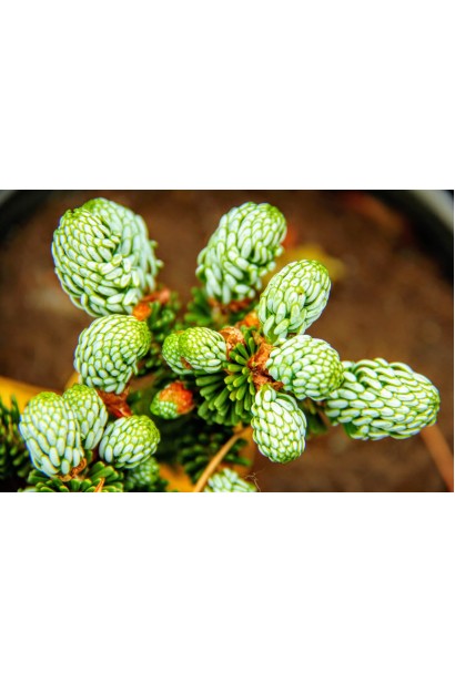 Когоутс Айсбрейкер опис